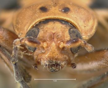 Media type: image; Entomology 18750   Aspect: head frontal view